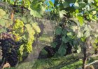 Expansão de vinhos de inverno atrai R$ 1 bilhão em investimentos