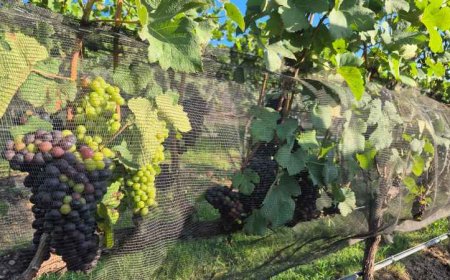 Expansão de vinhos de inverno atrai R$ 1 bilhão em investimentos