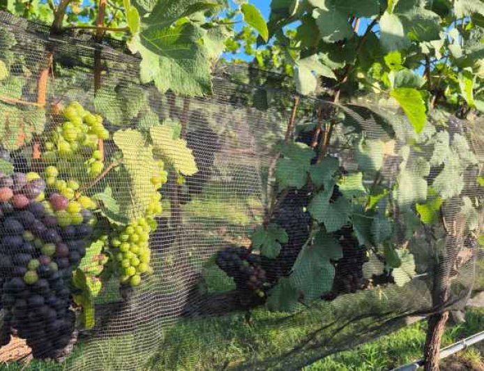 Expansão de vinhos de inverno atrai R$ 1 bilhão em investimentos