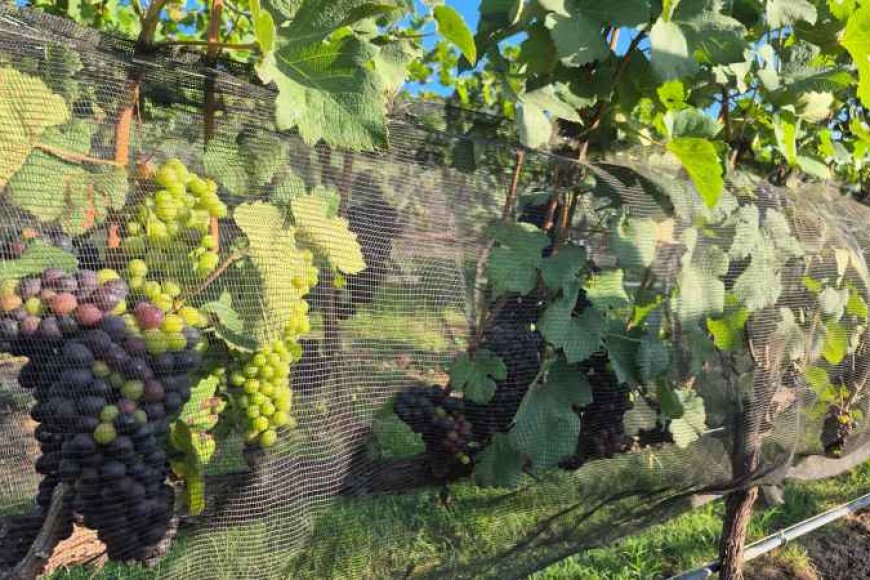 Expansão de vinhos de inverno atrai R$ 1 bilhão em investimentos