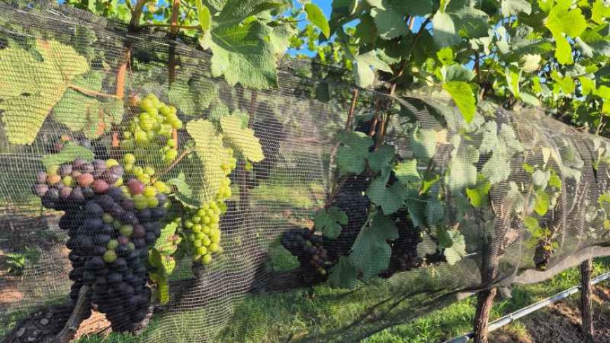 Expansão de vinhos de inverno atrai R$ 1 bilhão em investimentos